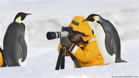 human sized penguin|kumimanu biceae.